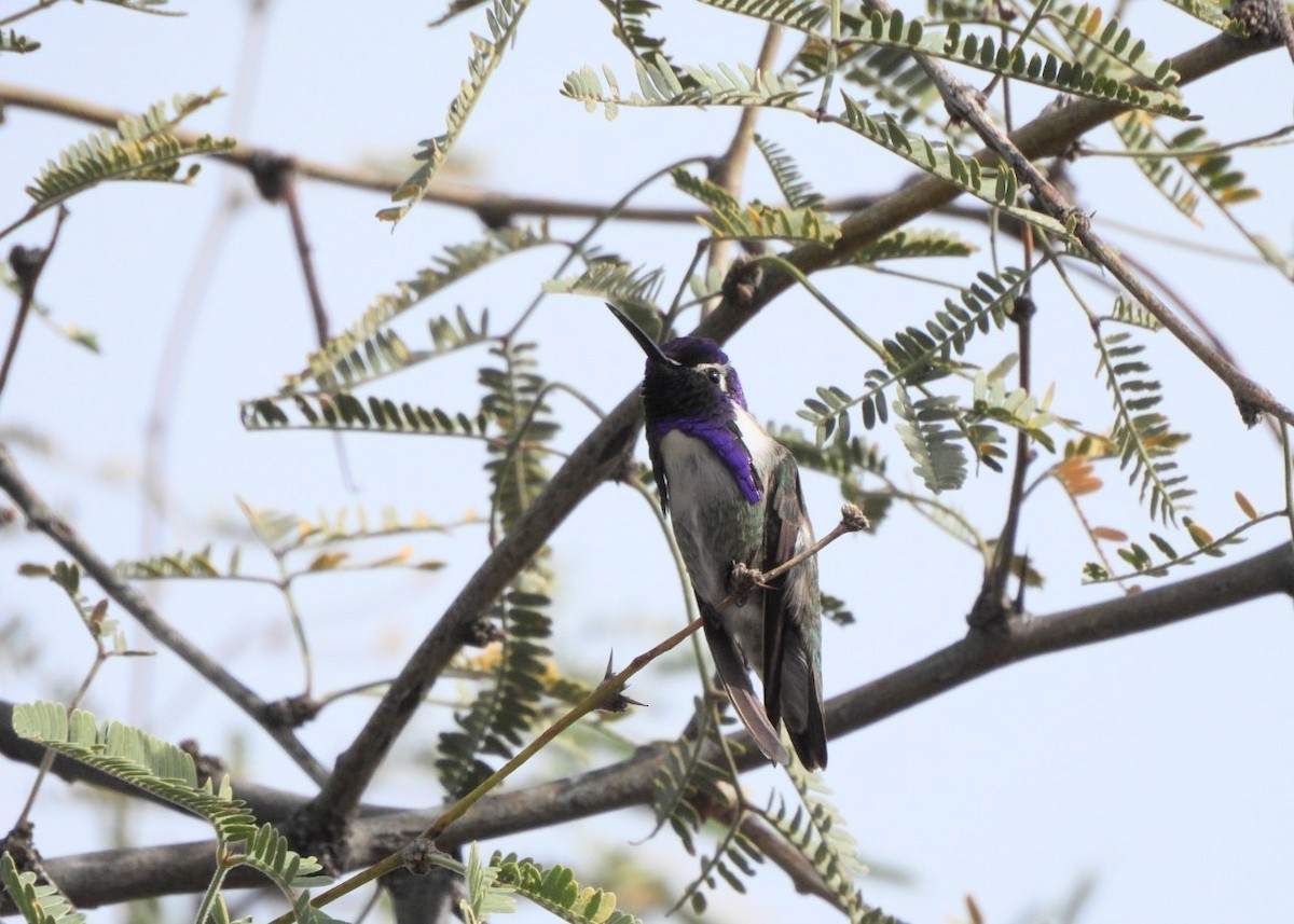 Colibrí de Costa - ML647877588