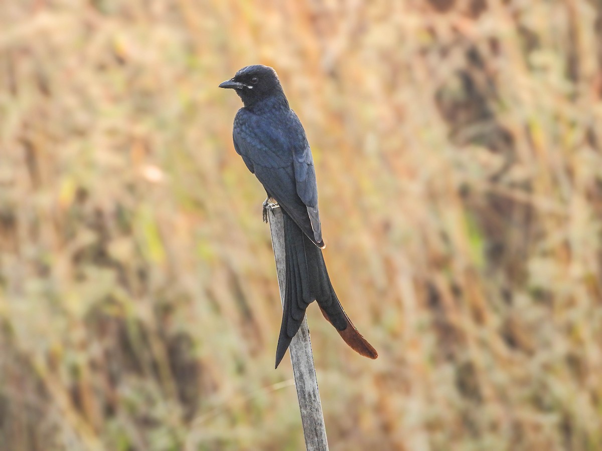 Black Drongo - ML647877594