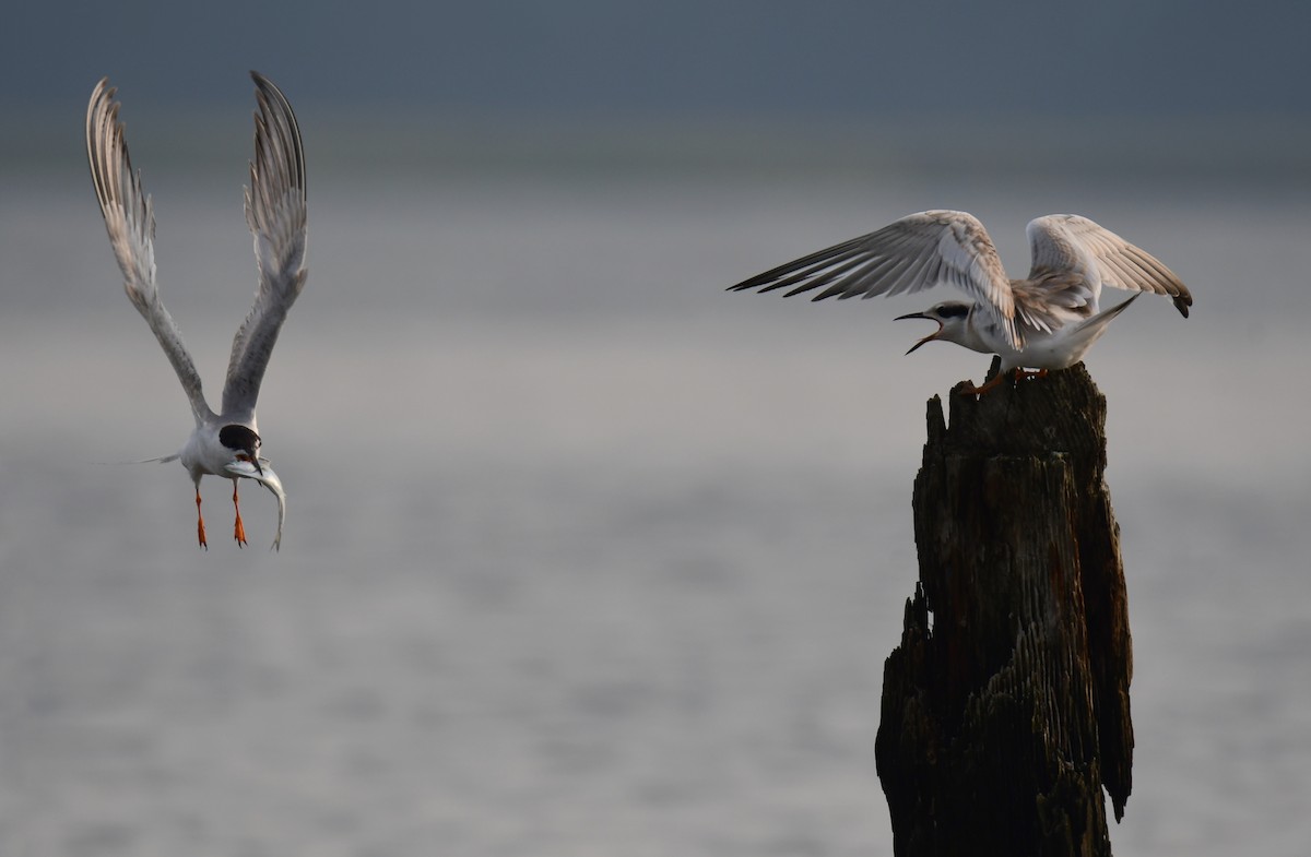 Forster's Tern - ML647877618