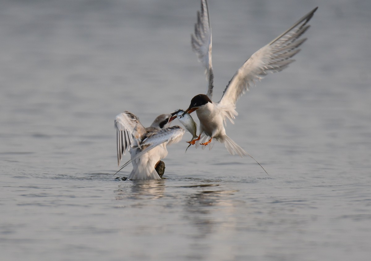 Forster's Tern - ML647877620