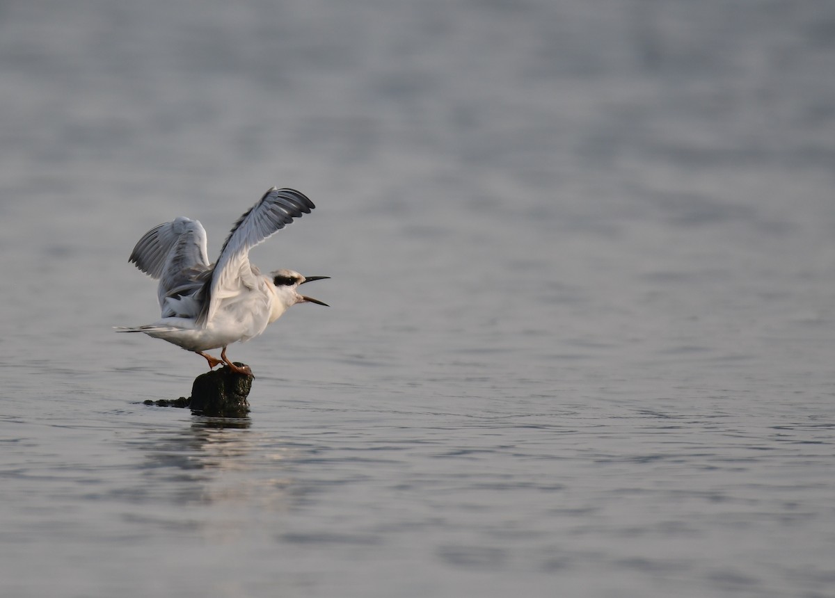 Forster's Tern - ML647877621