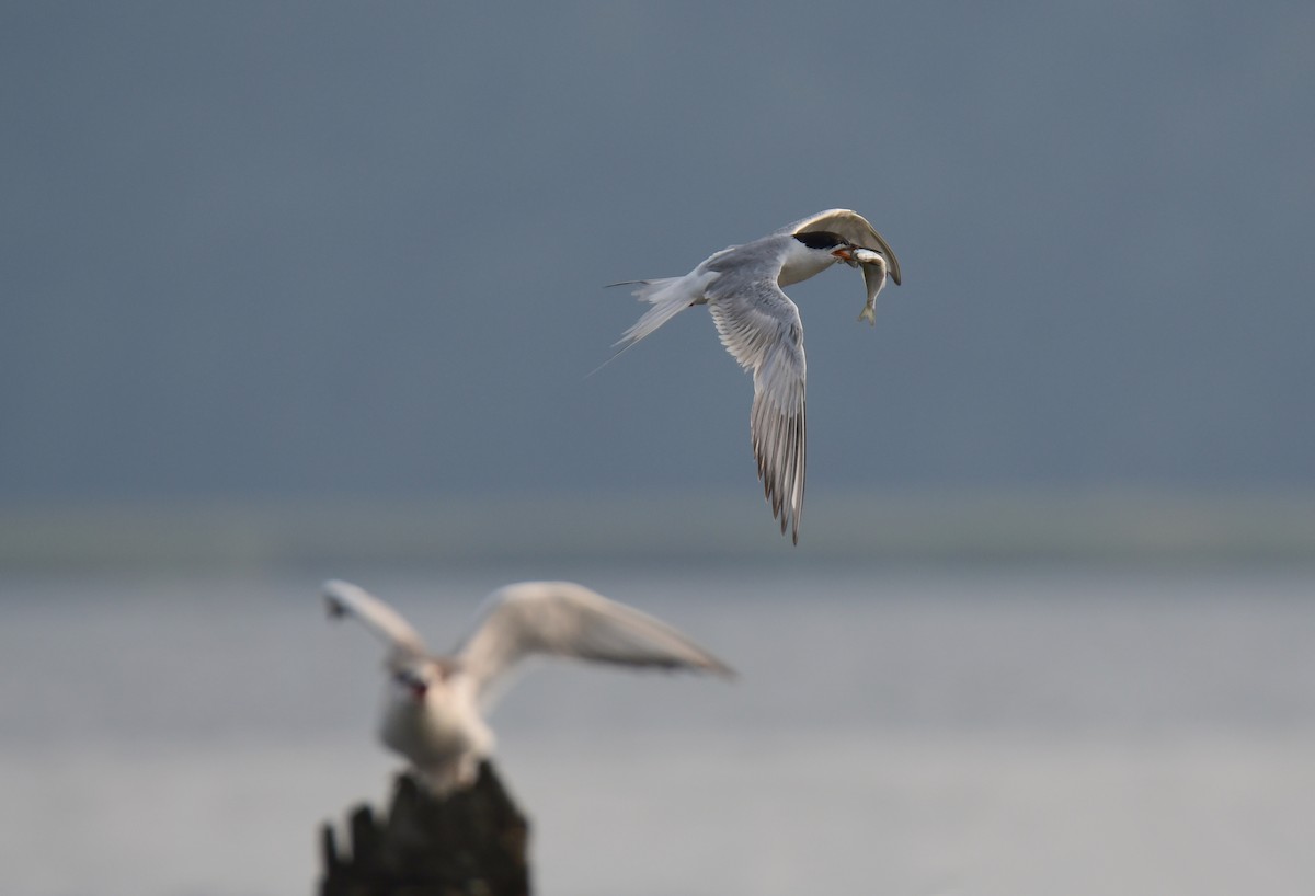 Forster's Tern - ML647877622