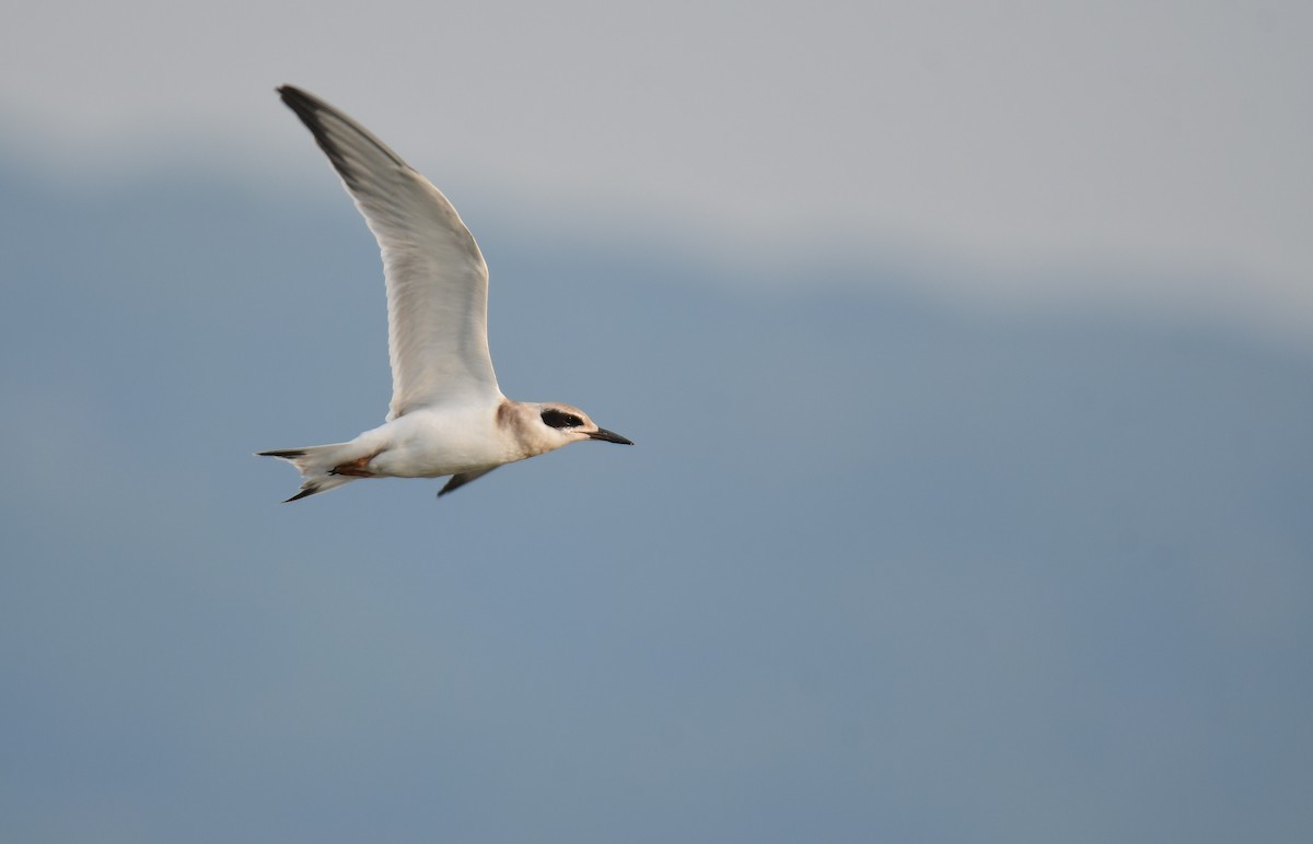 Forster's Tern - ML647877623