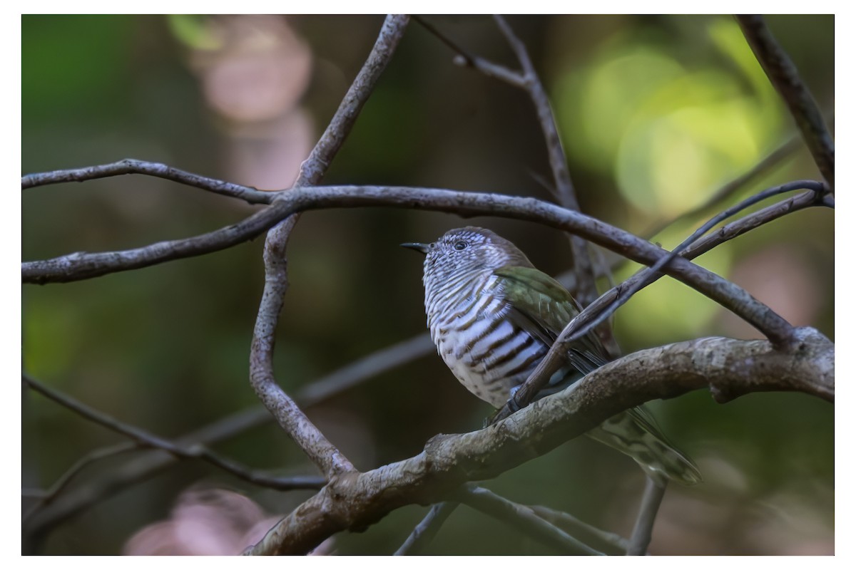 Shining Bronze-Cuckoo - ML647877624