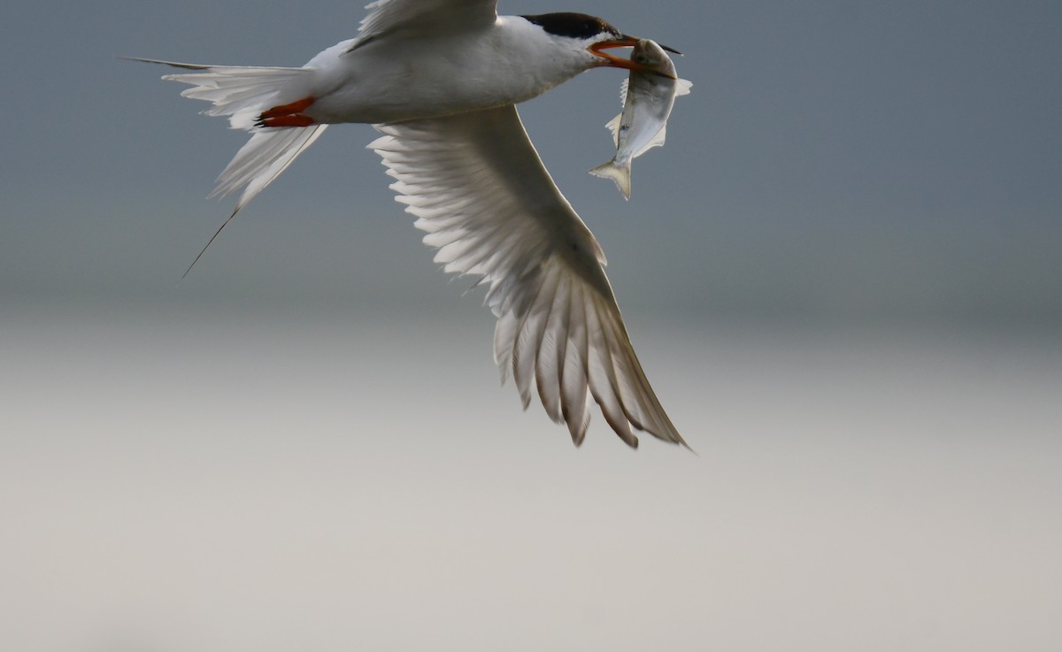 Forster's Tern - ML647877625
