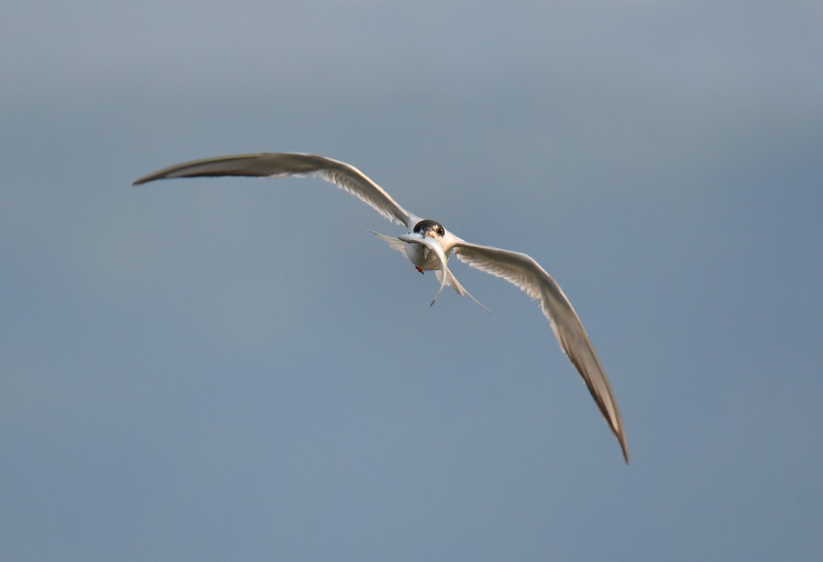 Forster's Tern - ML647877626