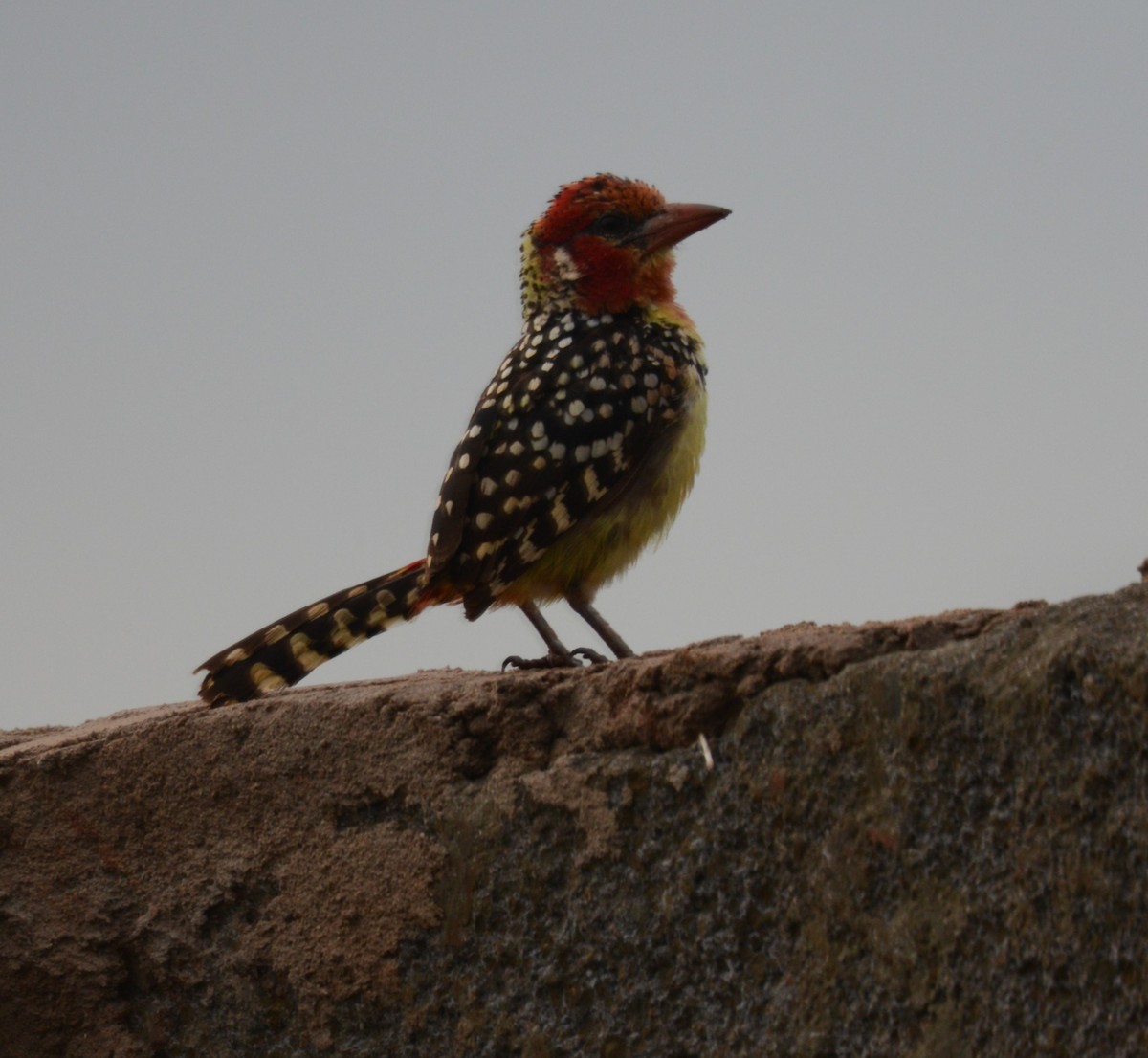 Red-and-yellow Barbet - ML647877627