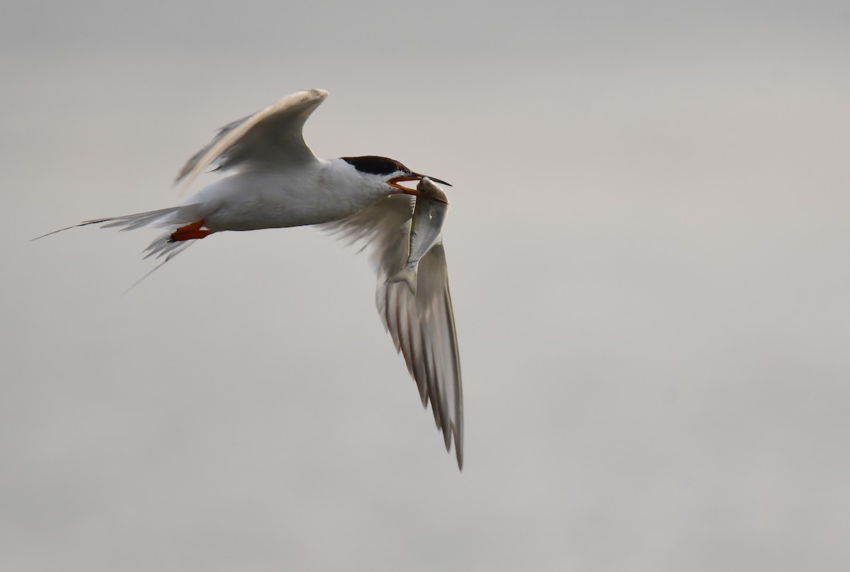 Forster's Tern - ML647877628