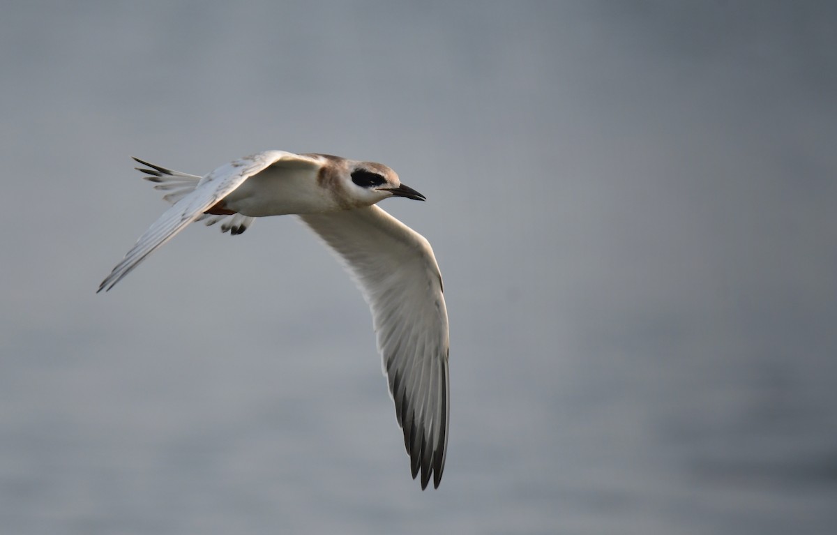 Forster's Tern - ML647877629