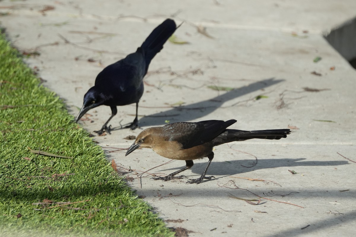 European Starling - ML647877630