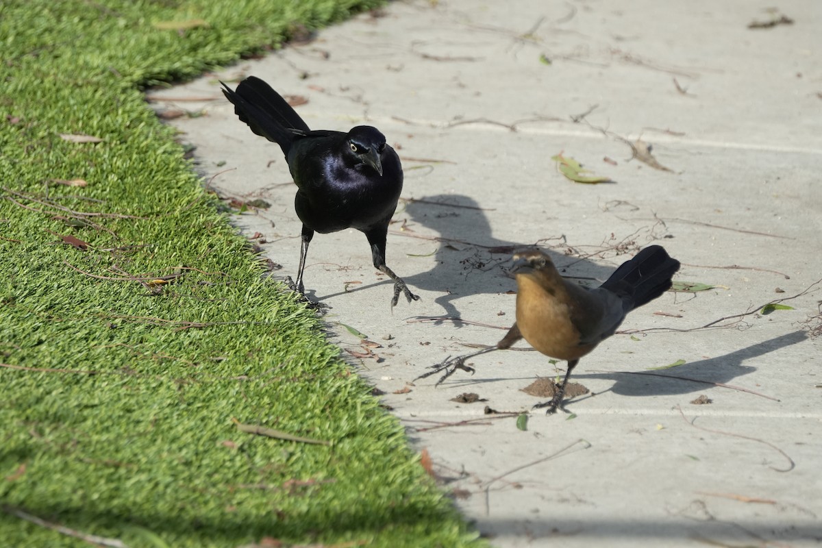 European Starling - ML647877631