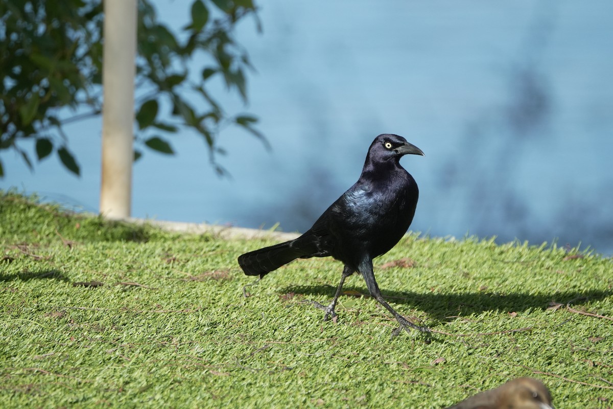 European Starling - ML647877632