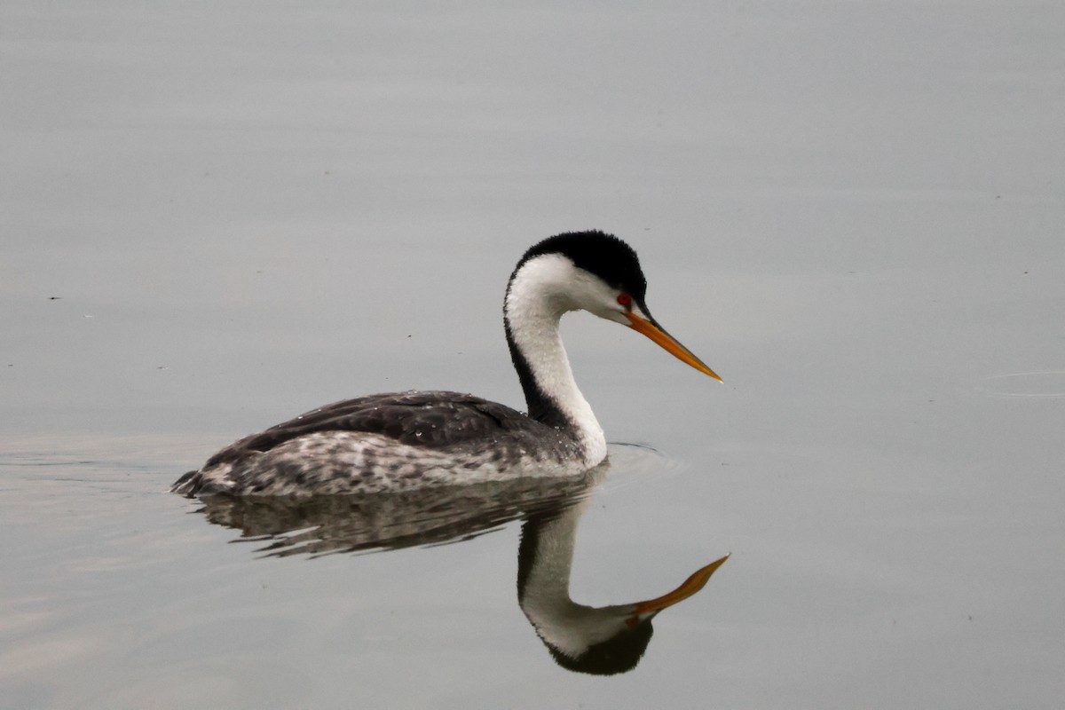 Clark's Grebe - ML647877633