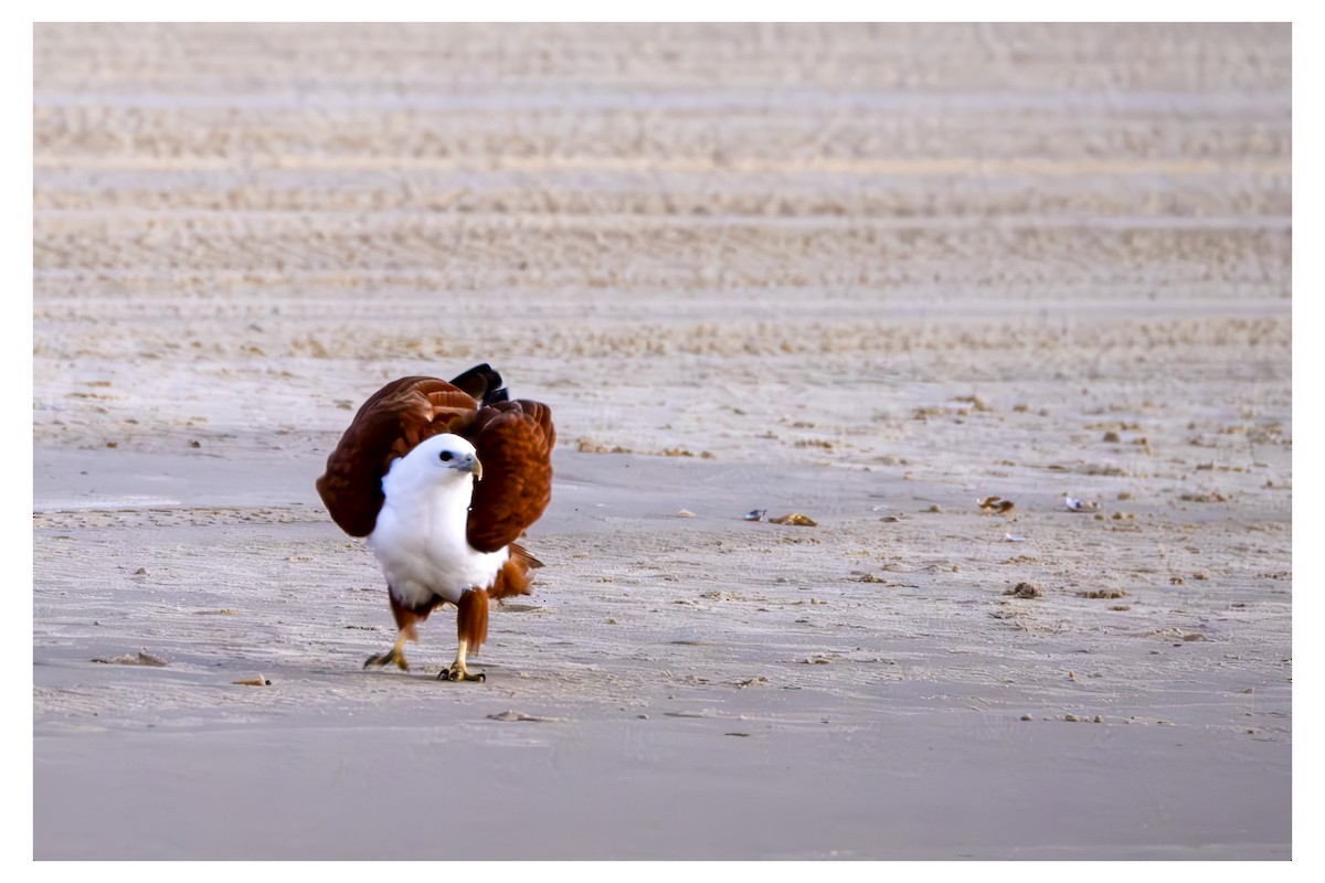 Brahminy Kite - ML647877634
