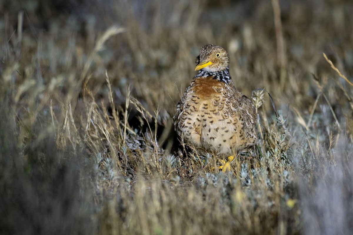 Plains-wanderer - ML647877636