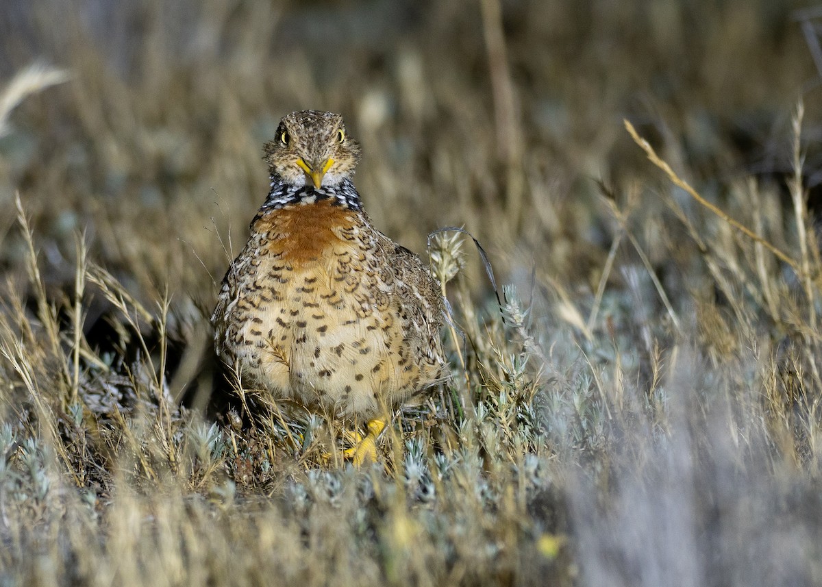 Plains-wanderer - ML647877637