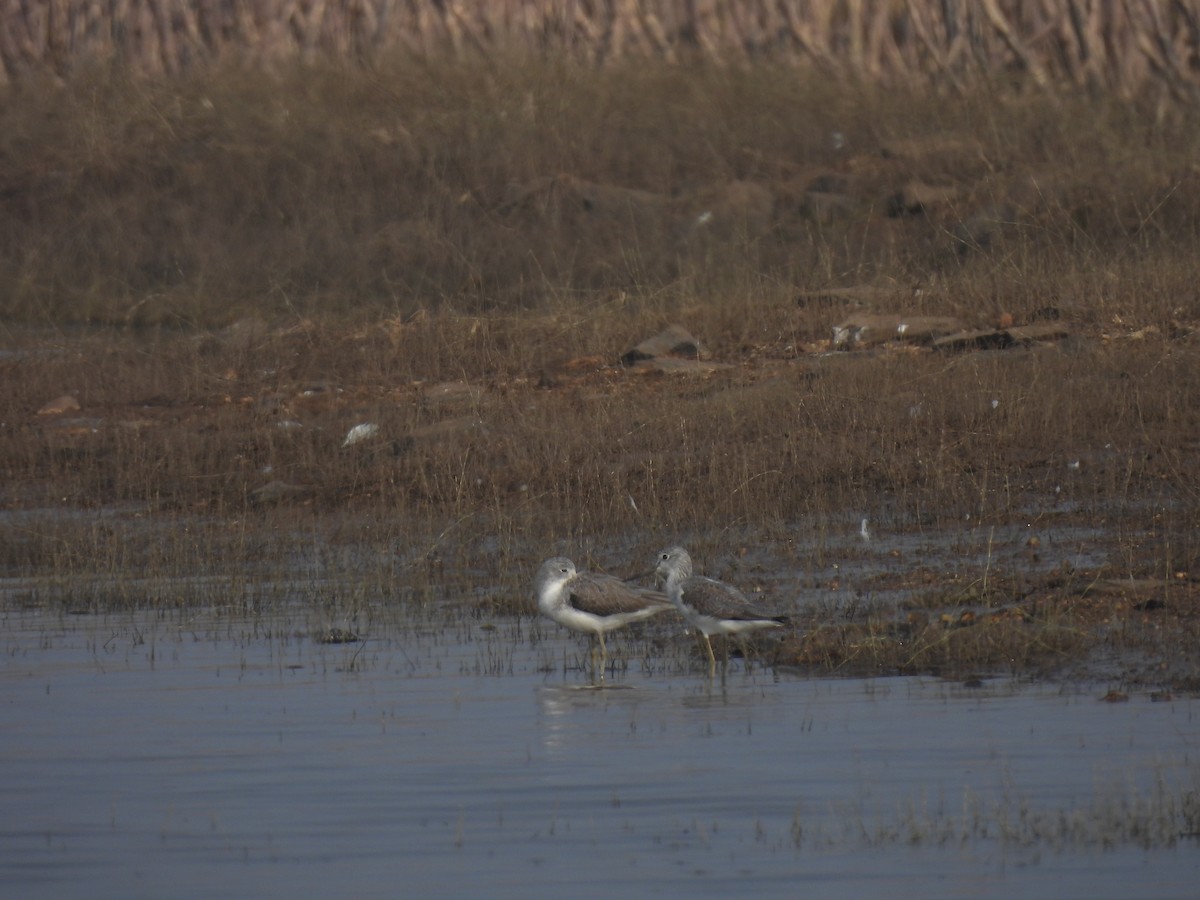 Common Greenshank - ML647877639