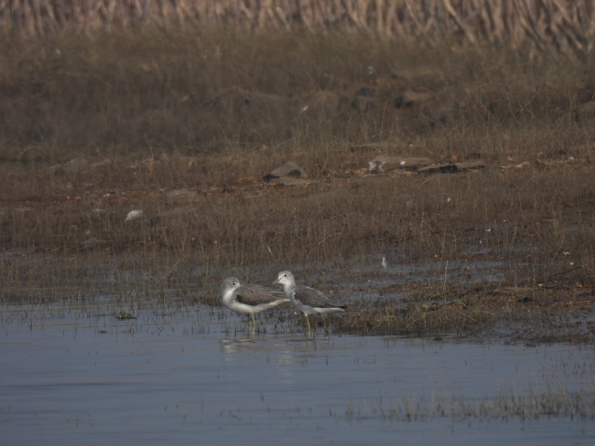 Common Greenshank - ML647877640