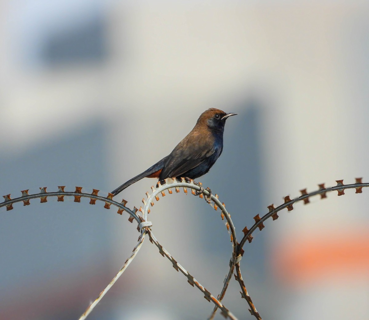 Indian Robin - ML647877651