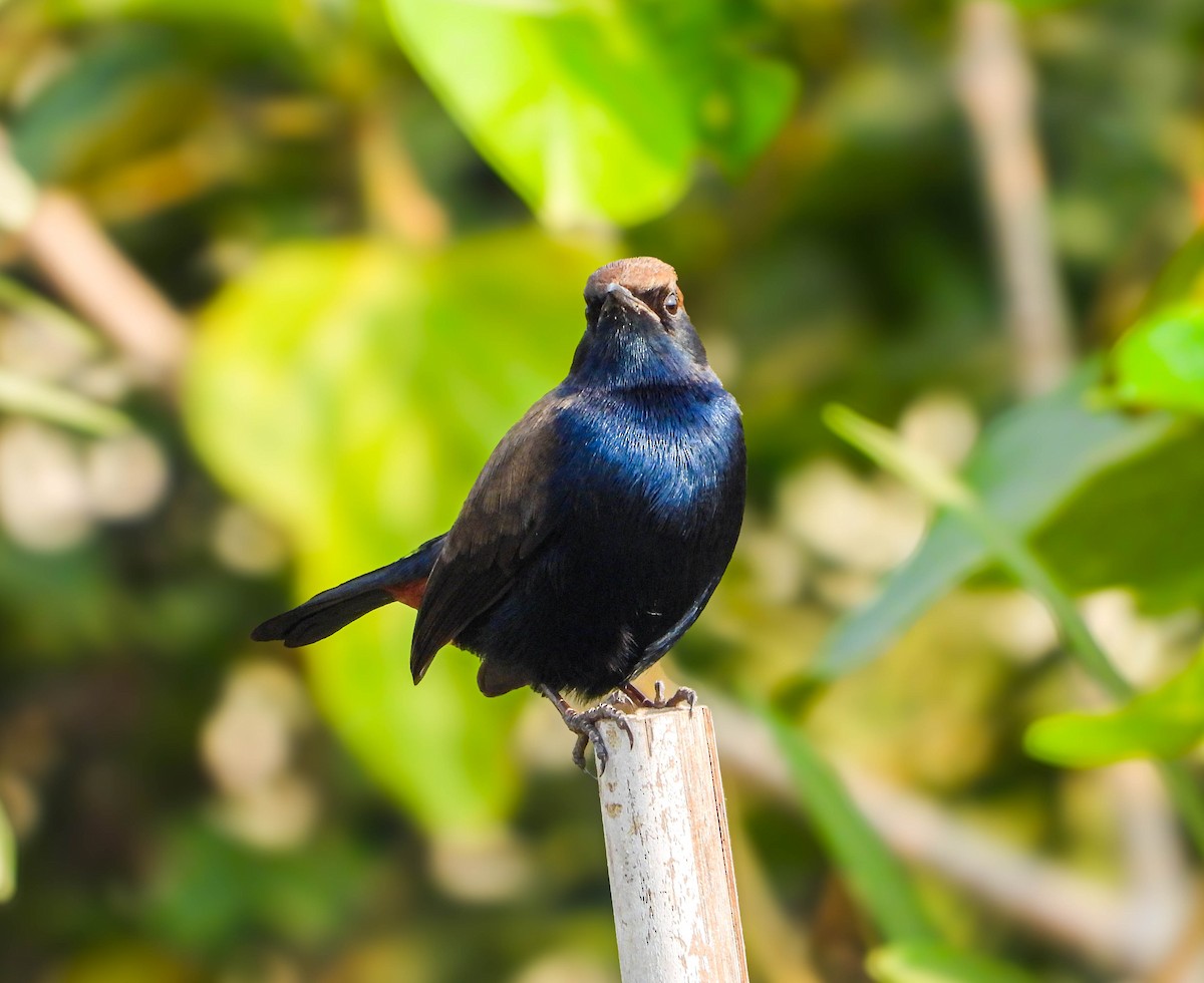 Indian Robin - ML647877653