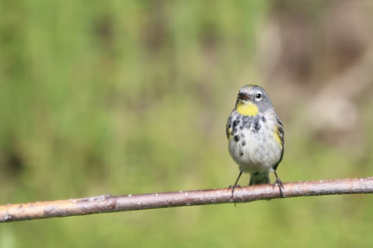 Yellow-rumped Warbler - ML647877659