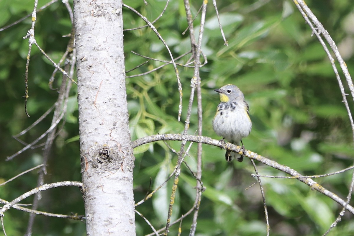 Yellow-rumped Warbler - ML647877660
