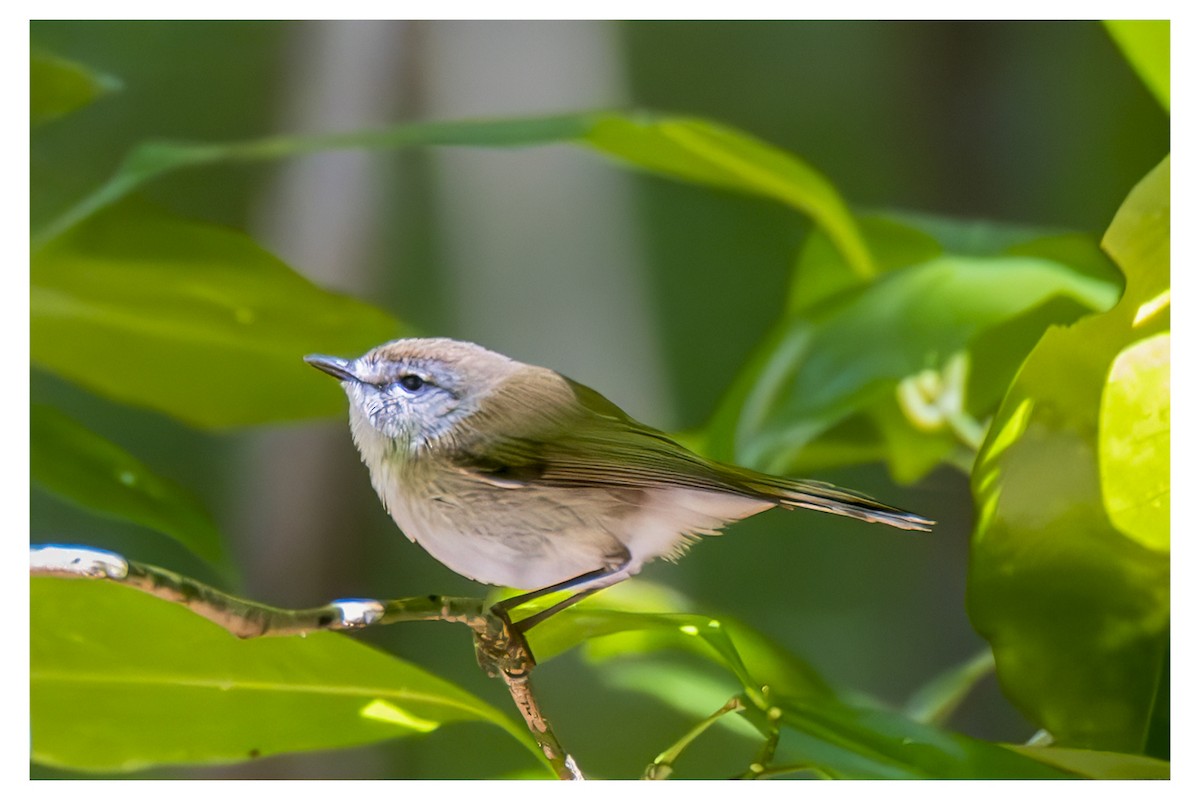 Brown Gerygone - ML647877661