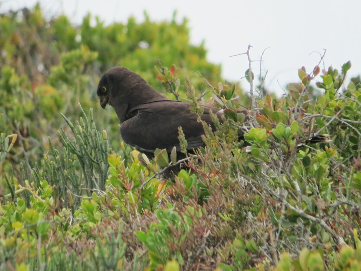 Black Harrier - ML647877662