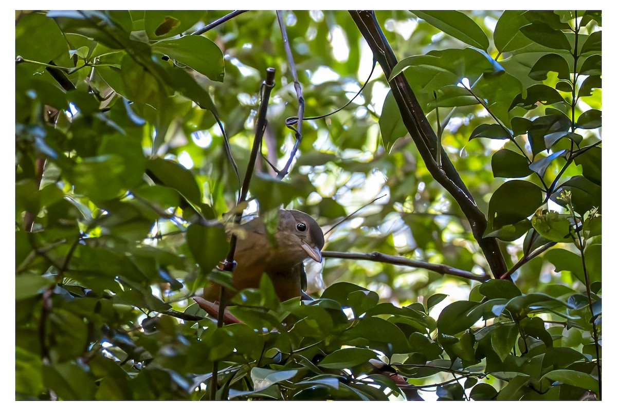 Little Shrikethrush - ML647877663