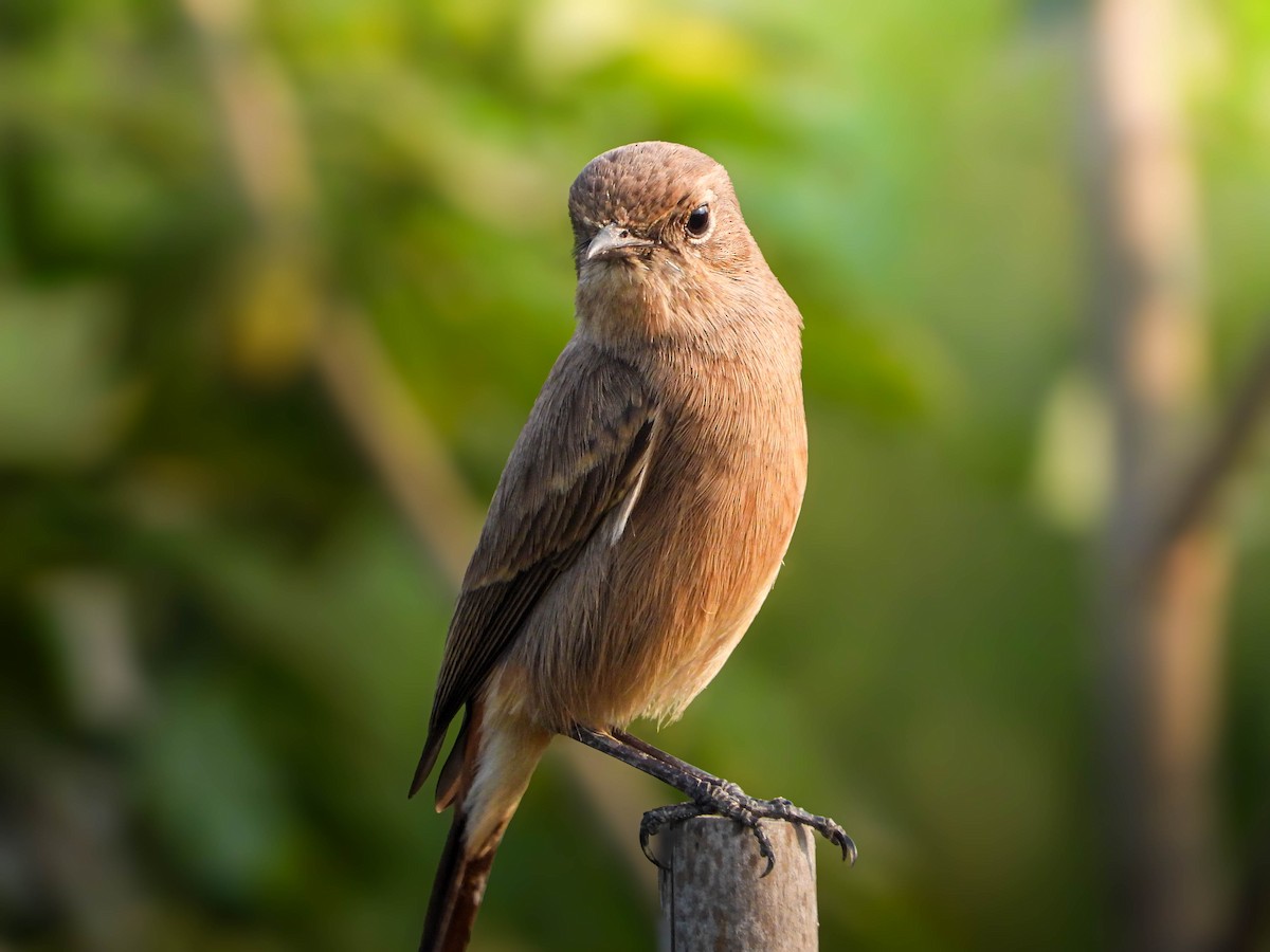 Siberian Stonechat - ML647877665