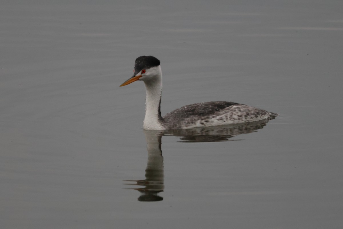 Clark's Grebe - ML647877667