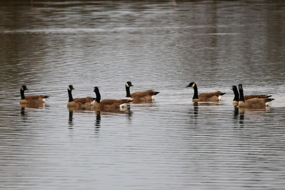 Barnacla Canadiense Grande - ML647877670
