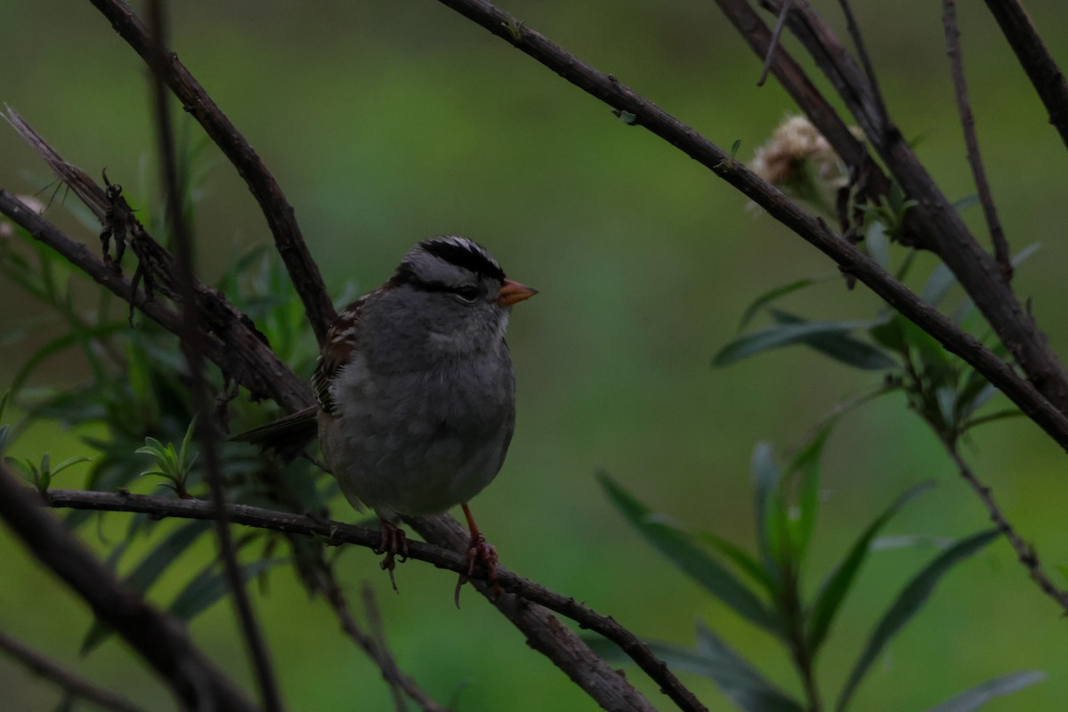 Белобровая овсянка - ML647877692