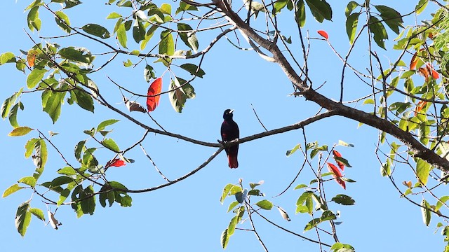 Maroon Oriole (Maroon) - ML647877694