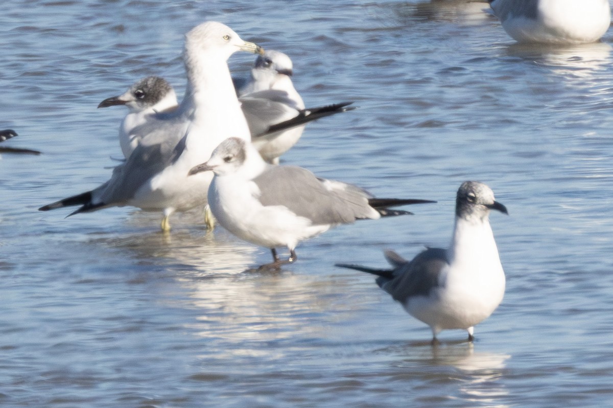 чайка sp. - ML647877762