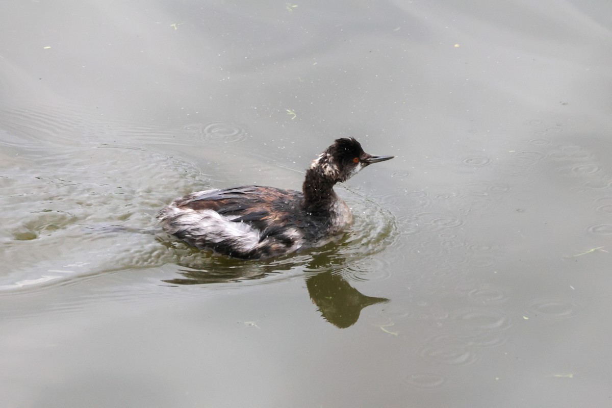 Eared Grebe - ML647877792