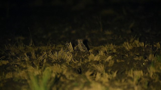 Long-eared Owl - ML647877801