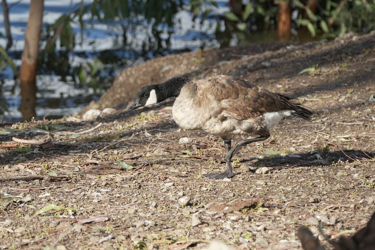 Barnacla Canadiense Grande - ML647877831