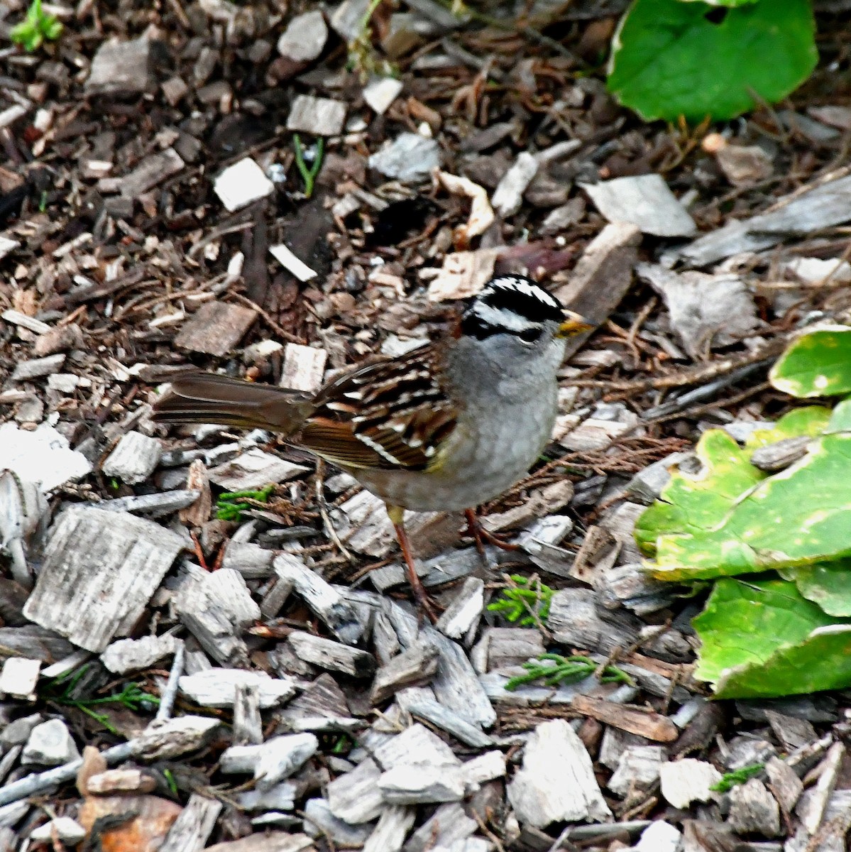 Белобровая овсянка - ML647877835