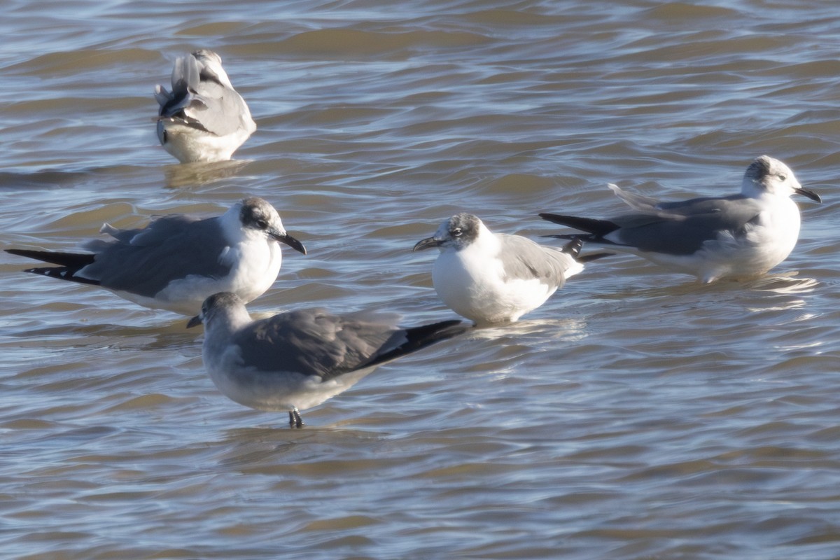 чайка sp. - ML647877836