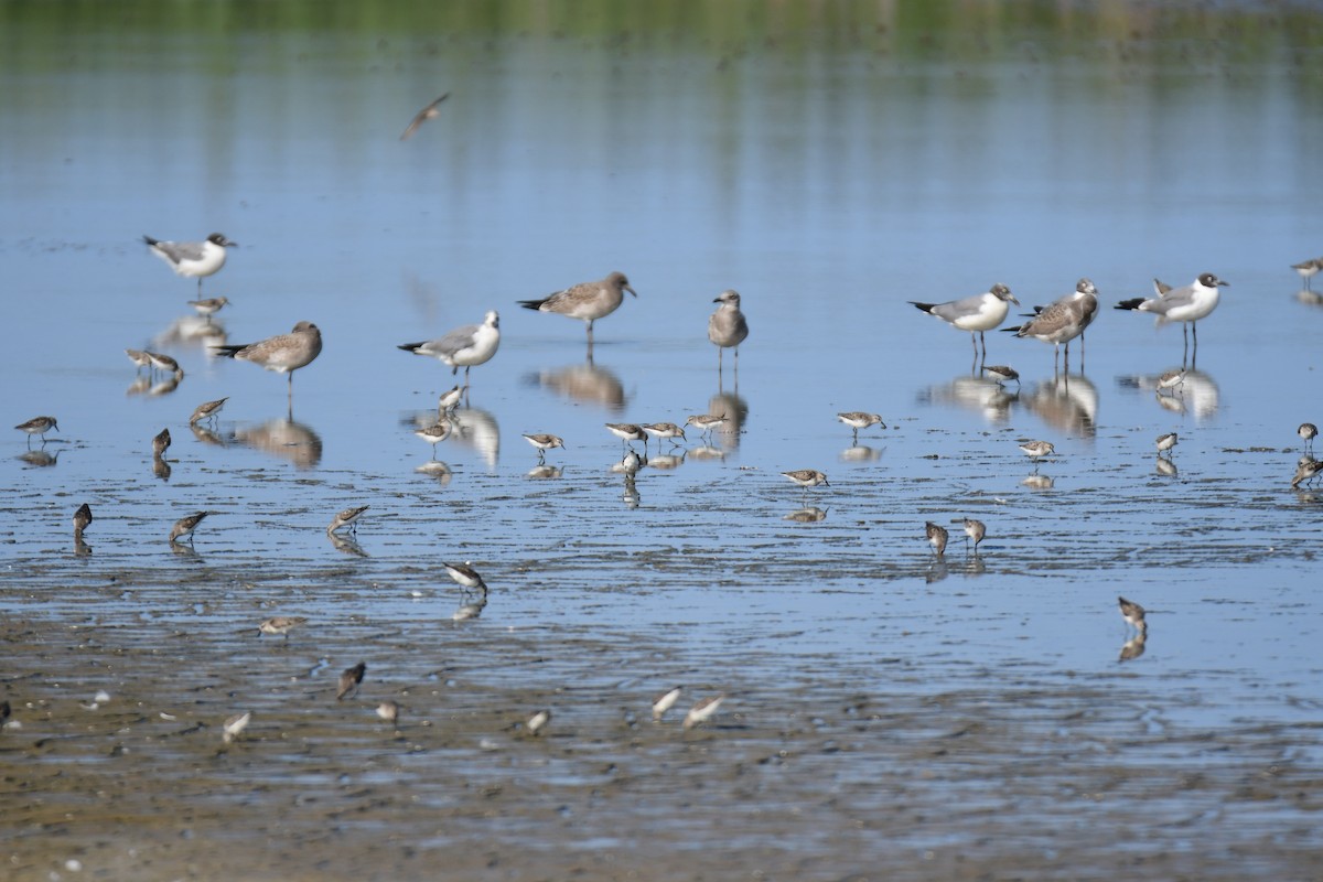 ワライカモメ - ML647877884