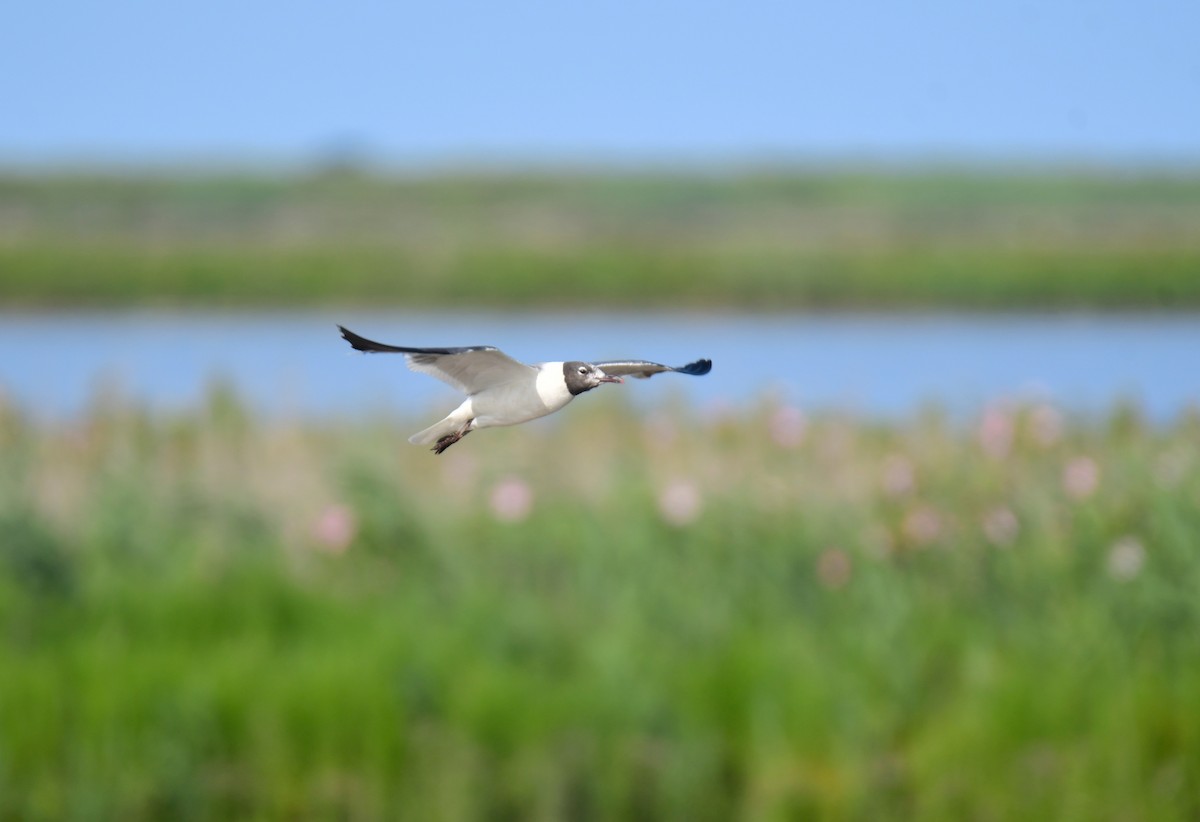 ワライカモメ - ML647877890