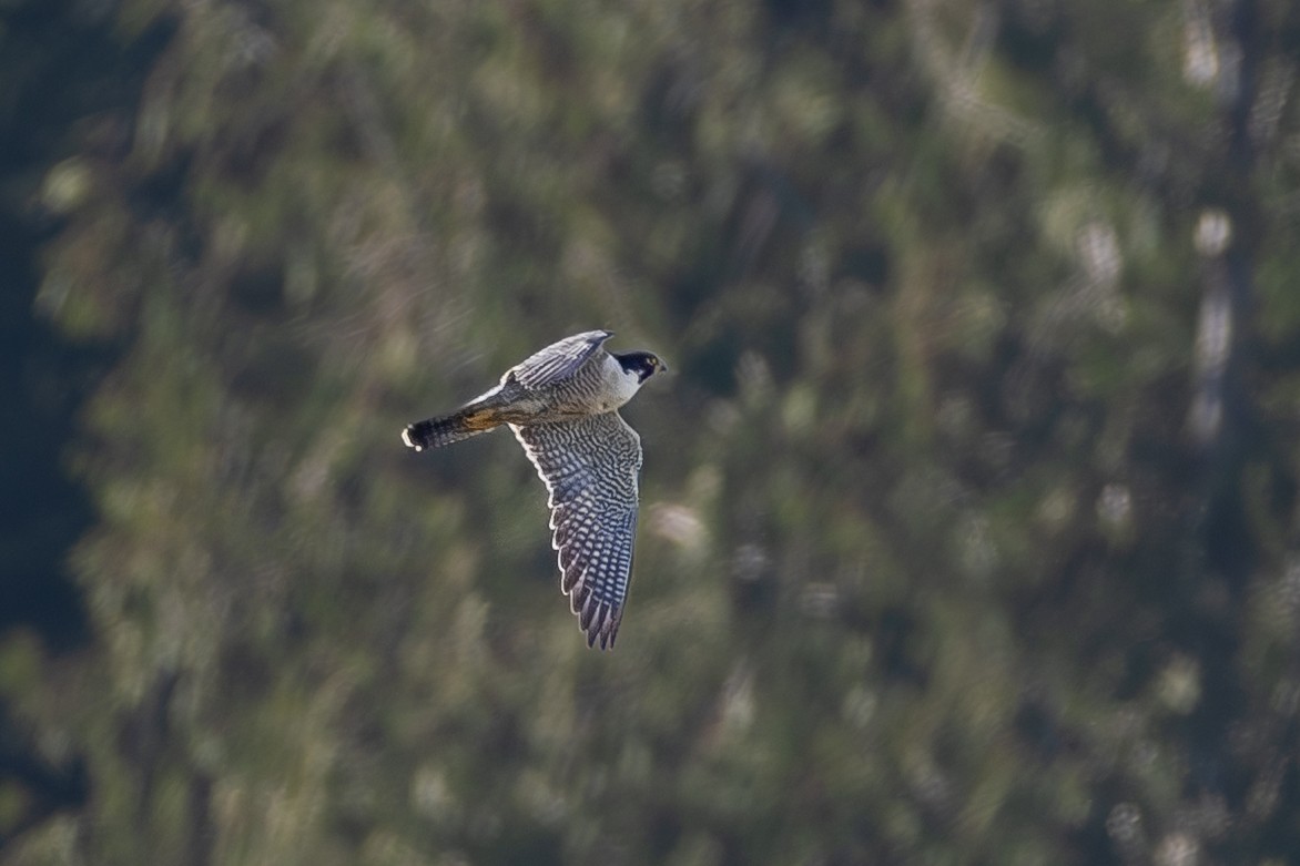 遊隼 - ML647877912