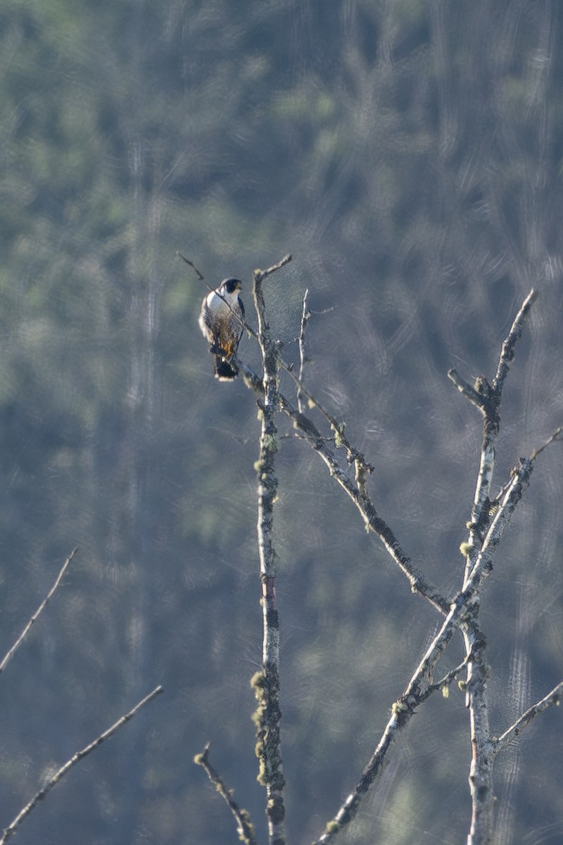 遊隼 - ML647877913