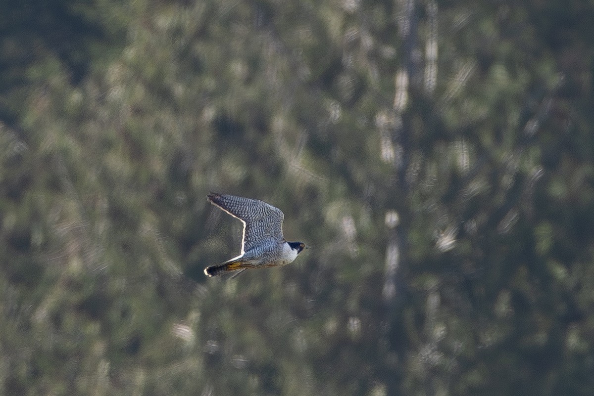 遊隼 - ML647877914