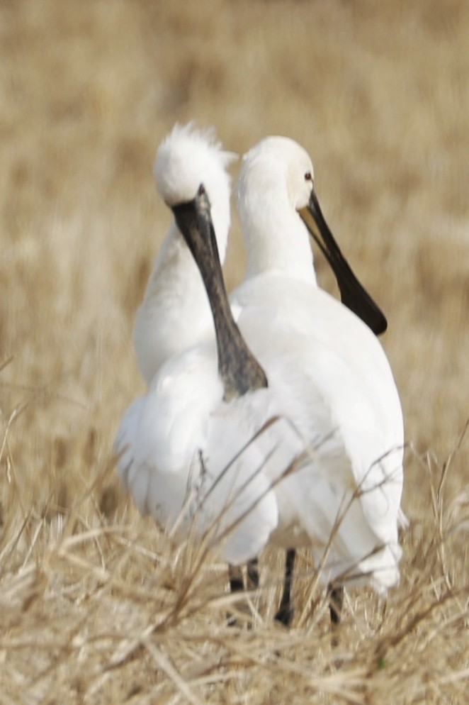Eurasian Spoonbill - ML647877917