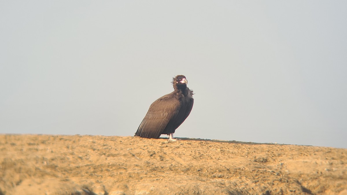 Buitre Negro - ML647877921