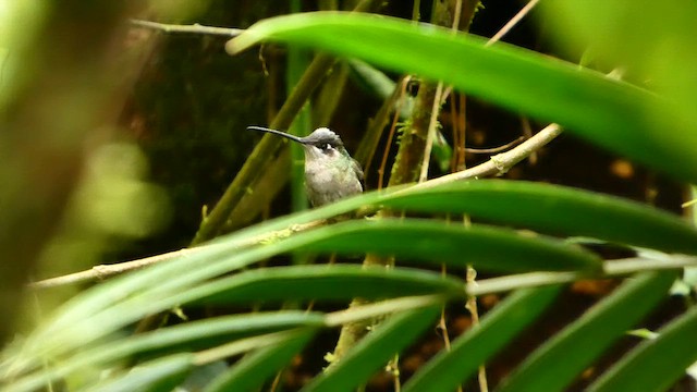 Talamanca Hummingbird - ML647877923