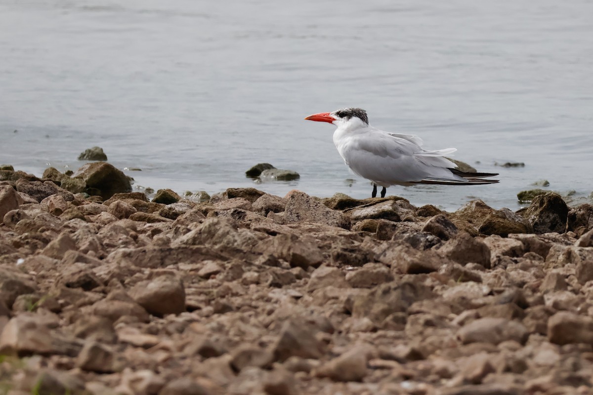 Caspian Tern - ML647877936