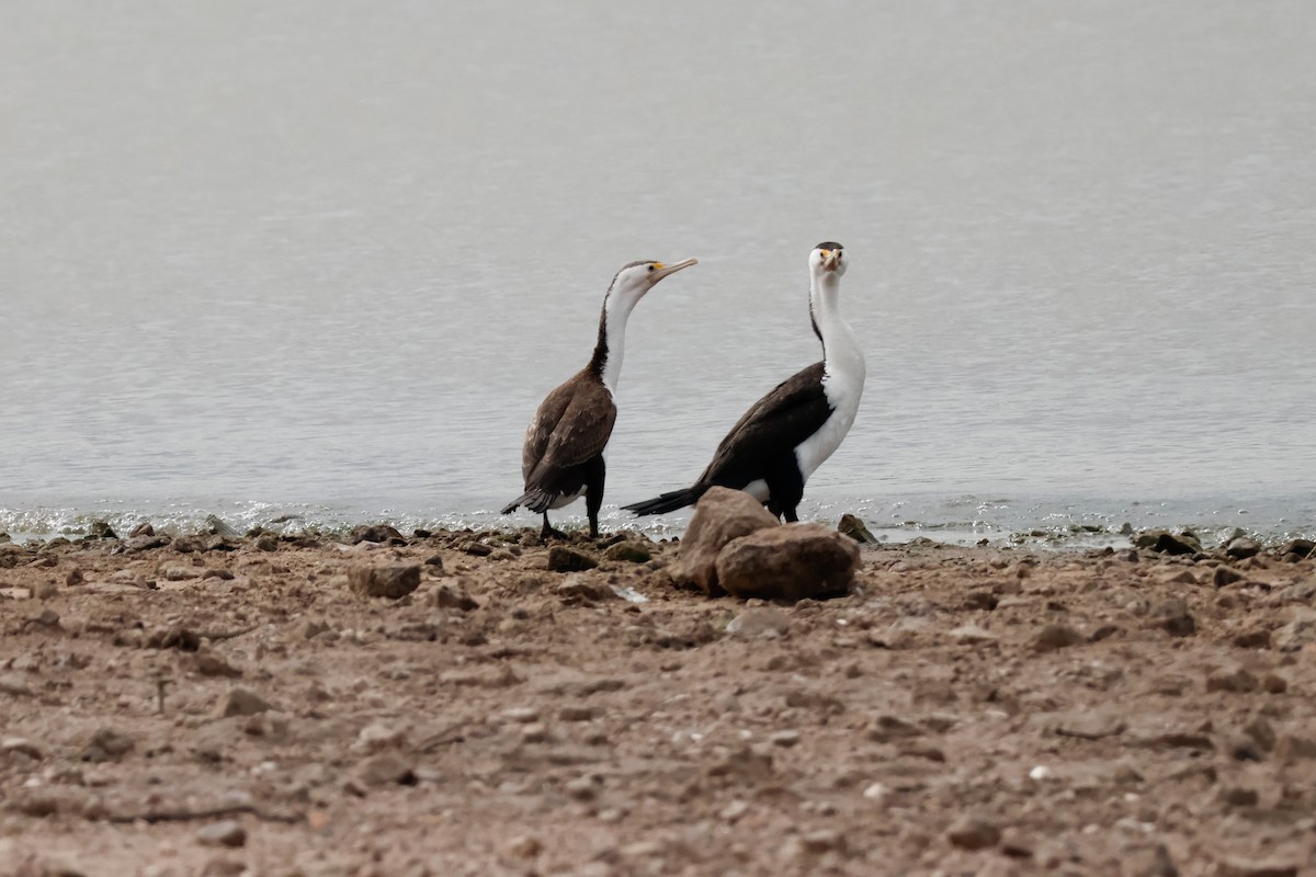 Pied Cormorant - ML647877939